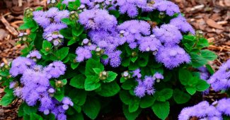 Ageratum