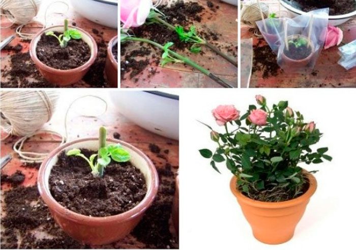 Grundläggande regler för att odla en ros från en skärning