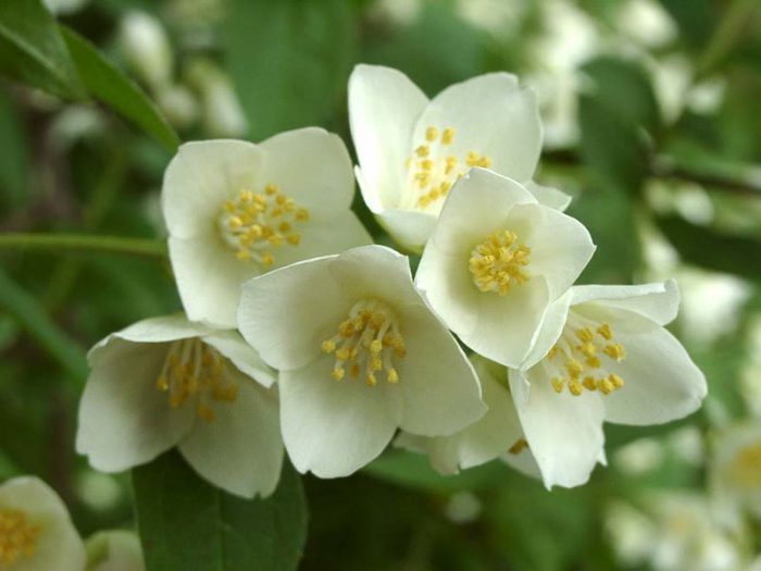 Features of garden jasmine