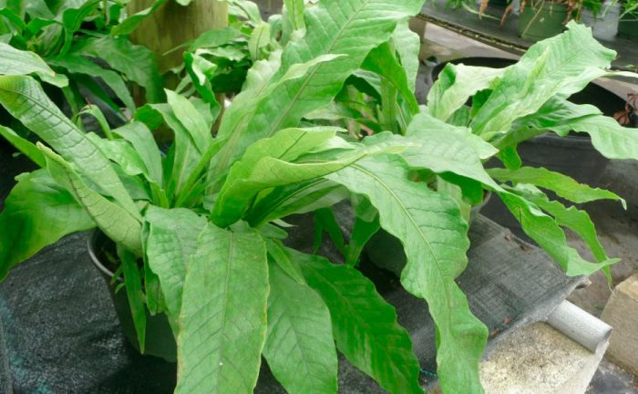 Microsorum banán (Microsorum musifolium)