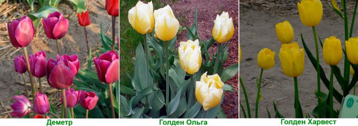 Varieties: Demeter, Golden Olga, Golden Harvest