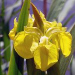 Iris mocsaras