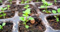 How to grow petunia seedlings