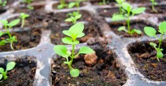 Cómo cultivar plántulas de petunia.