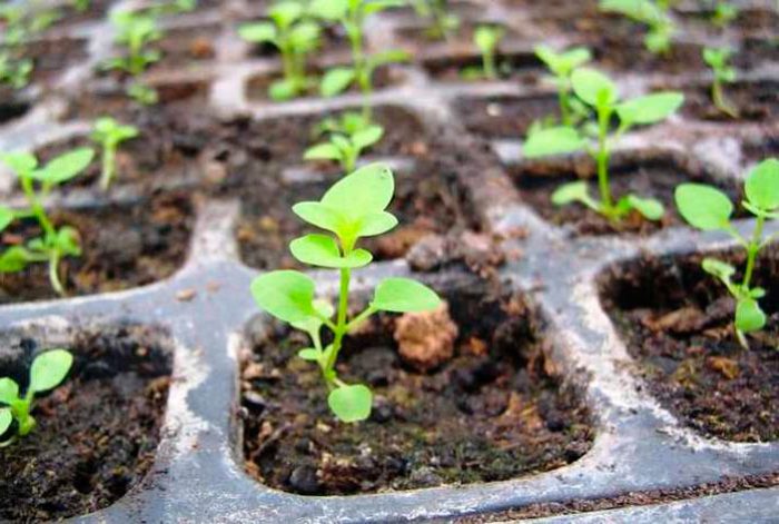 Cómo cultivar plántulas de petunia.