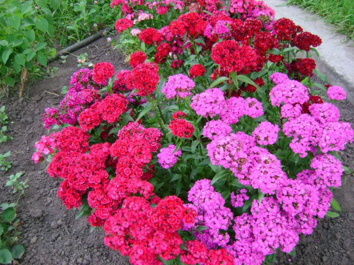 How to plant annual phlox