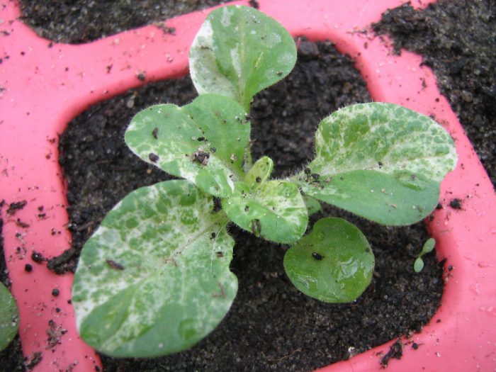 Enfermedades y plagas de las plántulas de petunia.