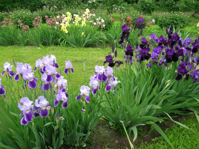 Rules for caring for garden irises