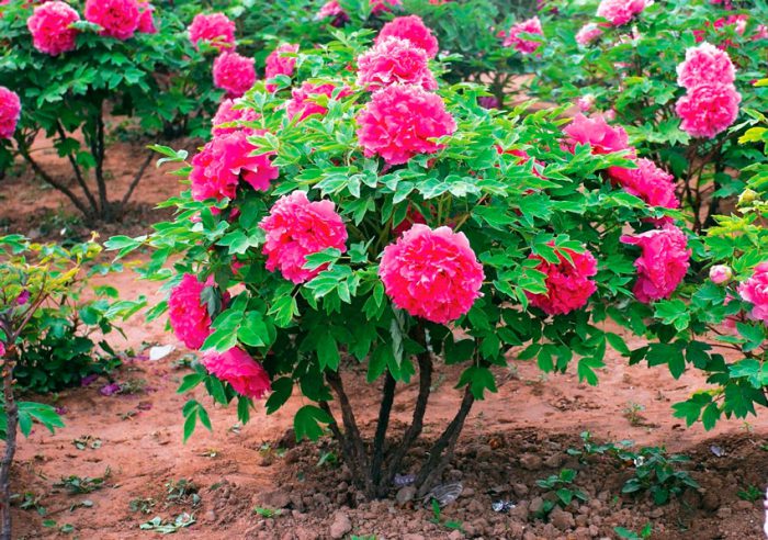 Features of tree peonies