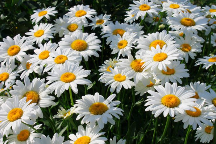Features of chamomile