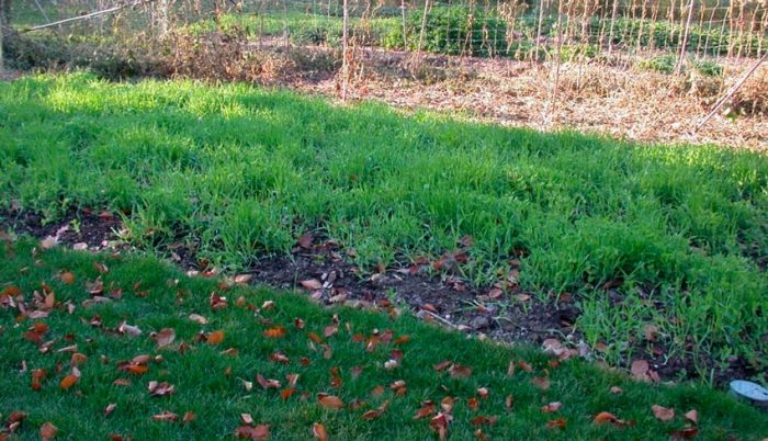 Planting green manure in autumn