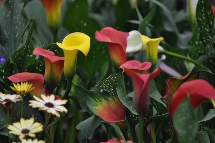 Features of growing garden calla lilies