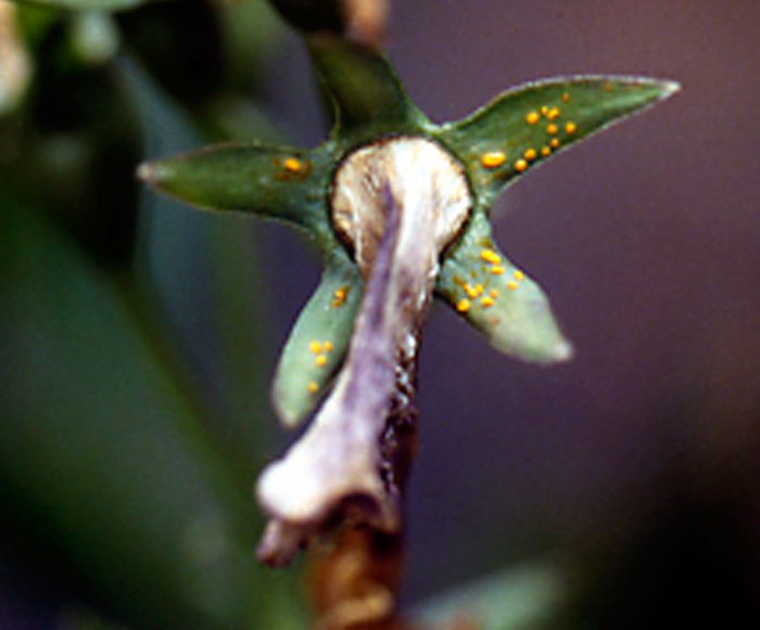 Bellflower pests and diseases
