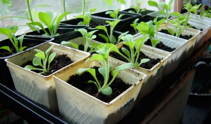 A petunia csemete gondozása