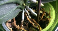 Orkidérötterna ruttnar och torkar