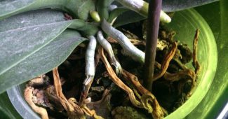 Orkidérötterna ruttnar och torkar