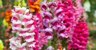 Snapdragon