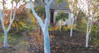 When and how to whiten fruit trees in spring