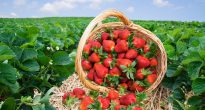 De bästa variationerna av jordgubbar