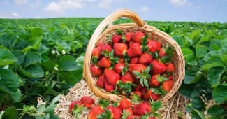 De bästa variationerna av jordgubbar