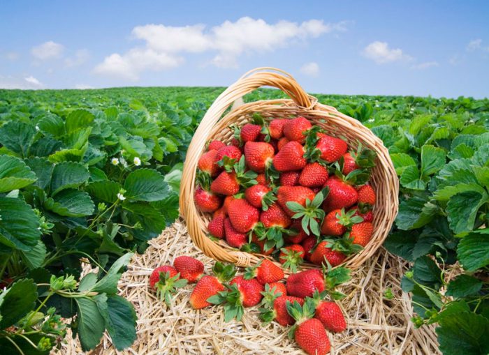 Las mejores variedades de fresas.