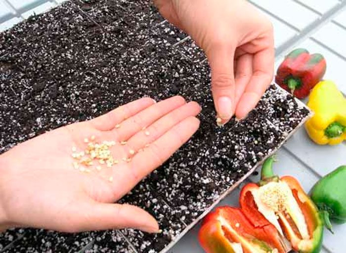 Preparing pepper seeds for sowing seedlings