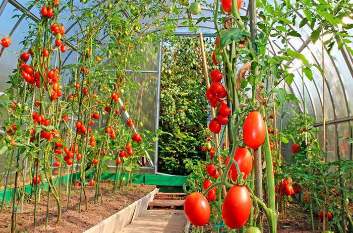 Tomates estufa