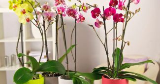 Cómo cuidar la orquídea de tu casa