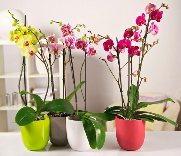 Como cuidar da sua orquídea em casa