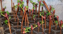 Growing grapes from cuttings in winter