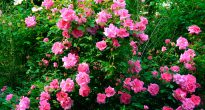 Bush roses