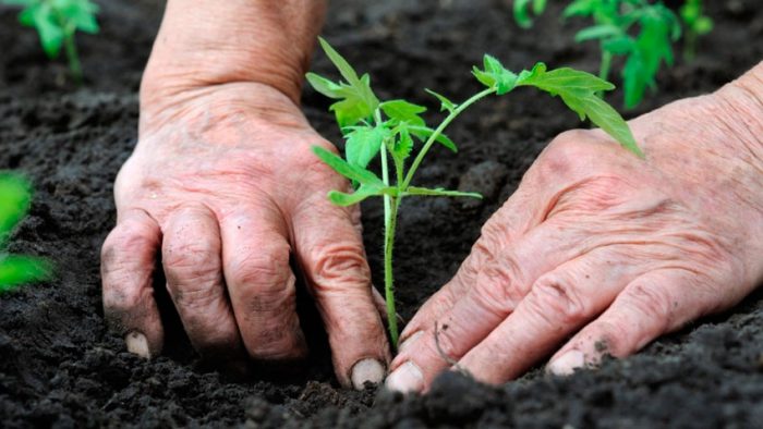 Solo para tomates de estufa