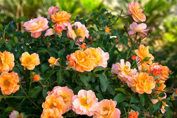 How to care for roses in the garden