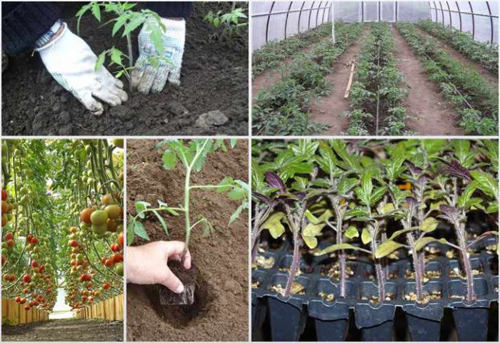 Wie man Tomaten in ein Gewächshaus pflanzt