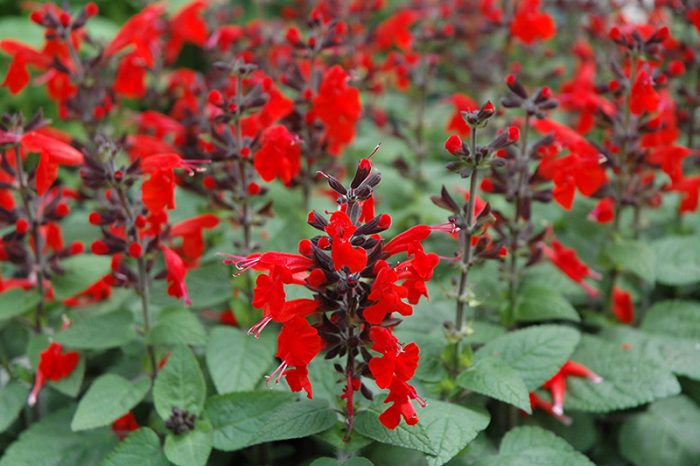 Salvia rojo brillante (Salvia coccinea)