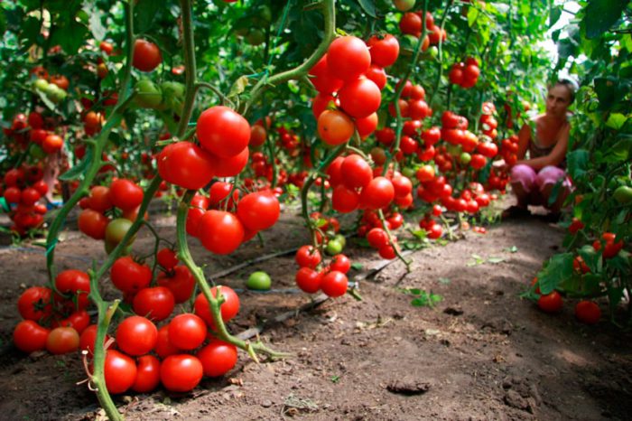 Hur man odlar tomater i ett växthus
