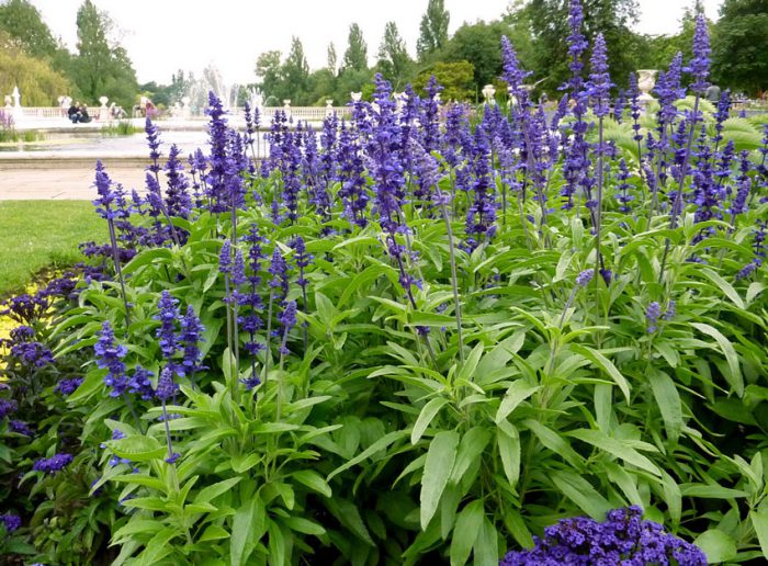 Salvia harinosa (Salvia farinacea)