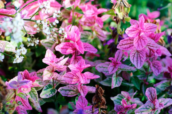 Salvia verde ou variegada (Salvia viridis)