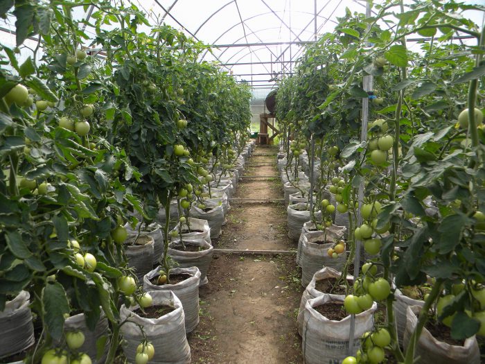 Wie man Tomaten in einem Gewächshaus anbaut