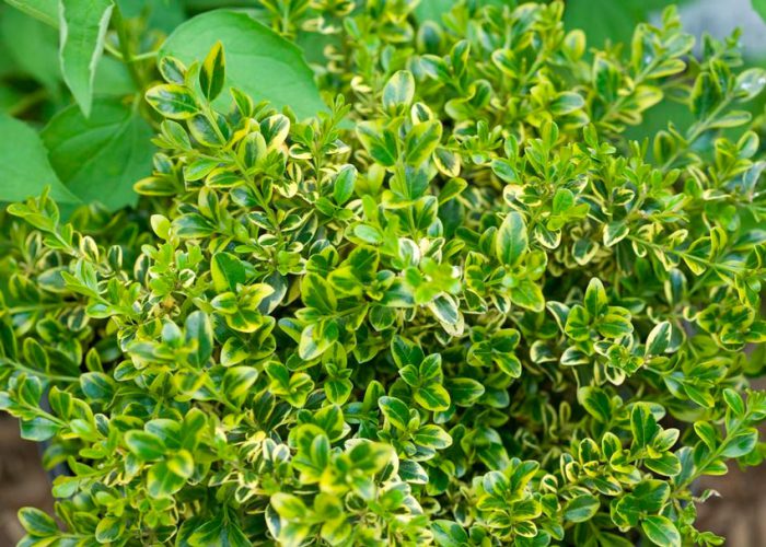 Small-leaved boxwood (Buxus microphylla)