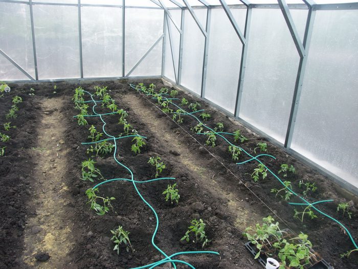 Bevattna tomater i ett växthus