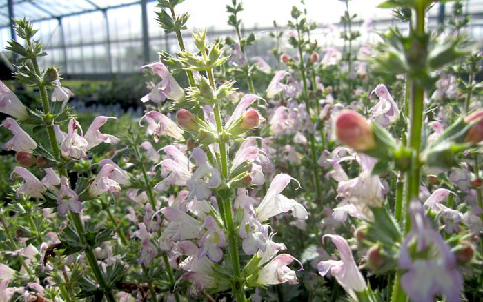 Salvia com folhas de dente de leão (Salvia taraxacifolia)