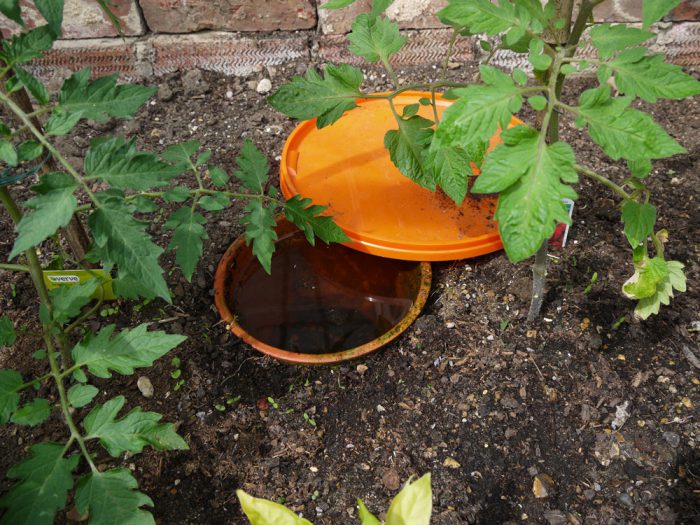 Bevattna tomater i ett växthus