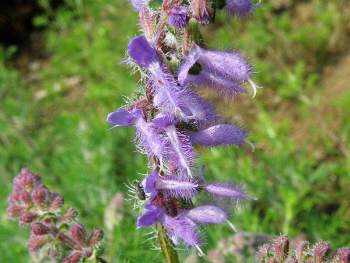 Salvia jurisicii