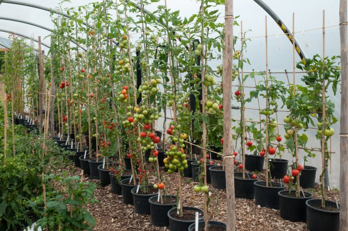 Tomater på hösten i ett växthus