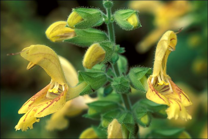 Salvia glutinosa