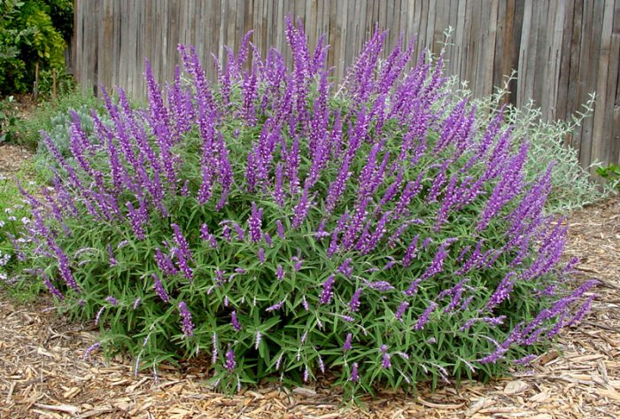 Características de la salvia