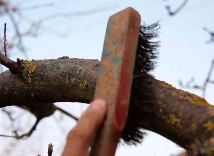 Hogyan lehet fehéríteni az öreg fákat