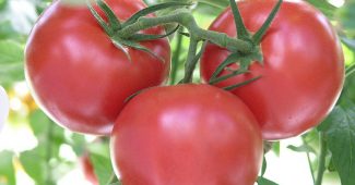 Lista över de bästa tomatsorterna