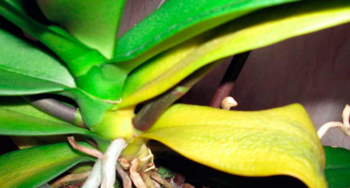 Orkidéblad blir gula